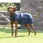 Digby and Fox Tweed Dog Coat Navy